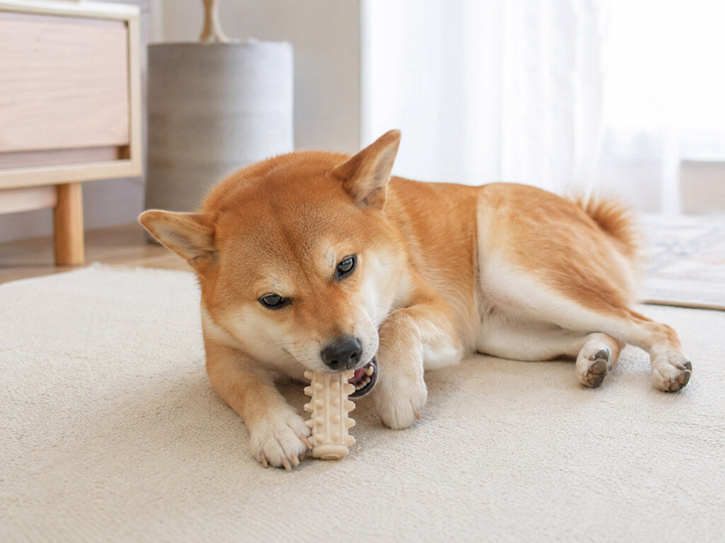 噛むおもちゃで遊ぶ柴犬