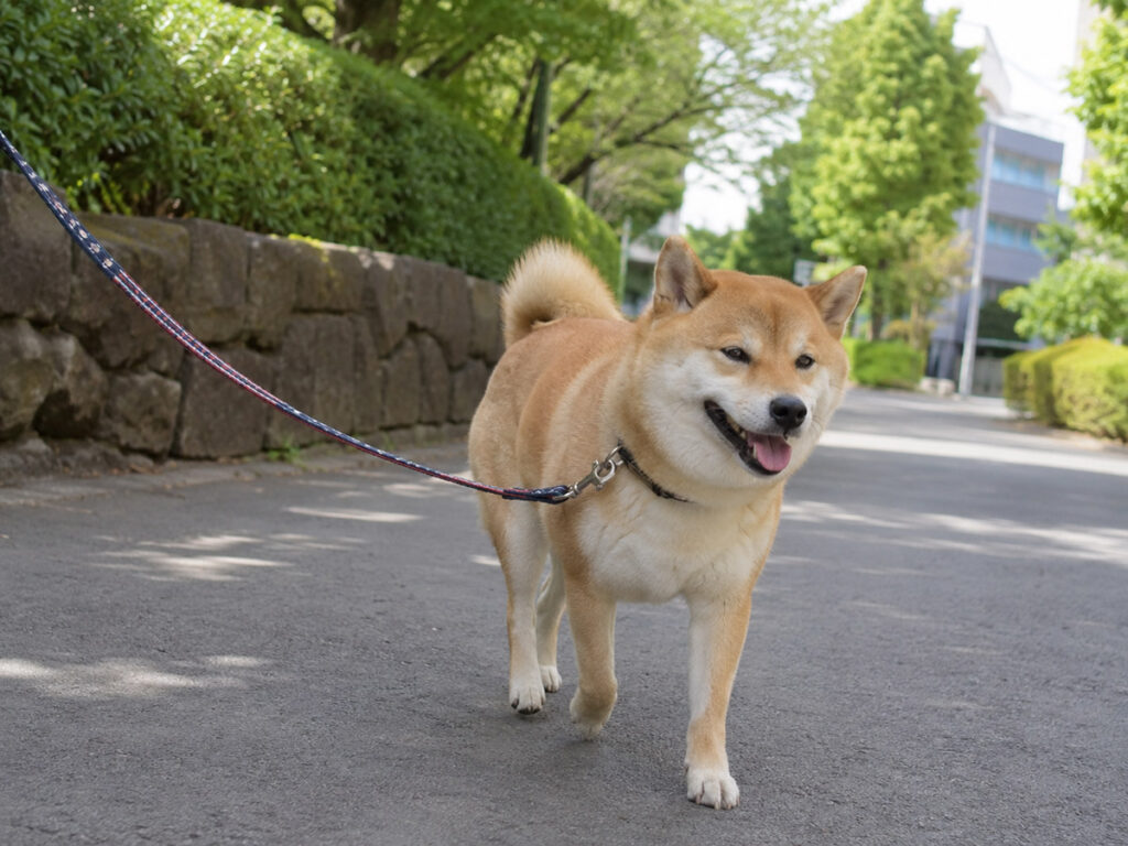 リードを緩めて散歩する柴犬