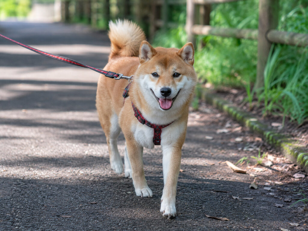 散歩中の柴犬