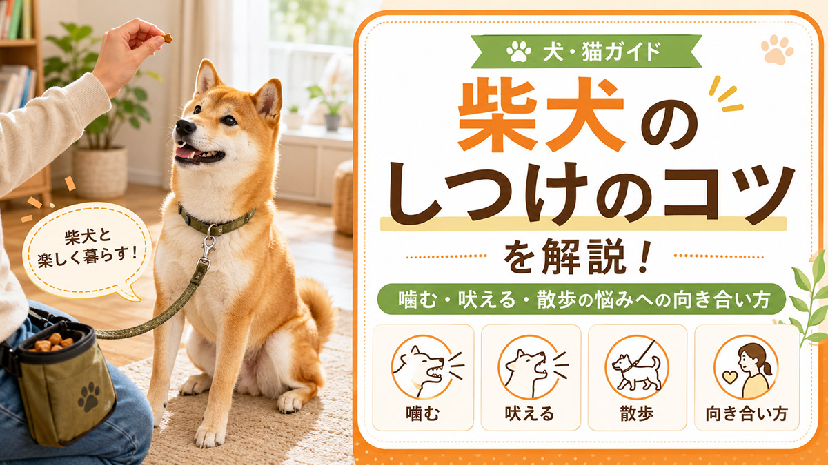 柴犬のしつけのコツ