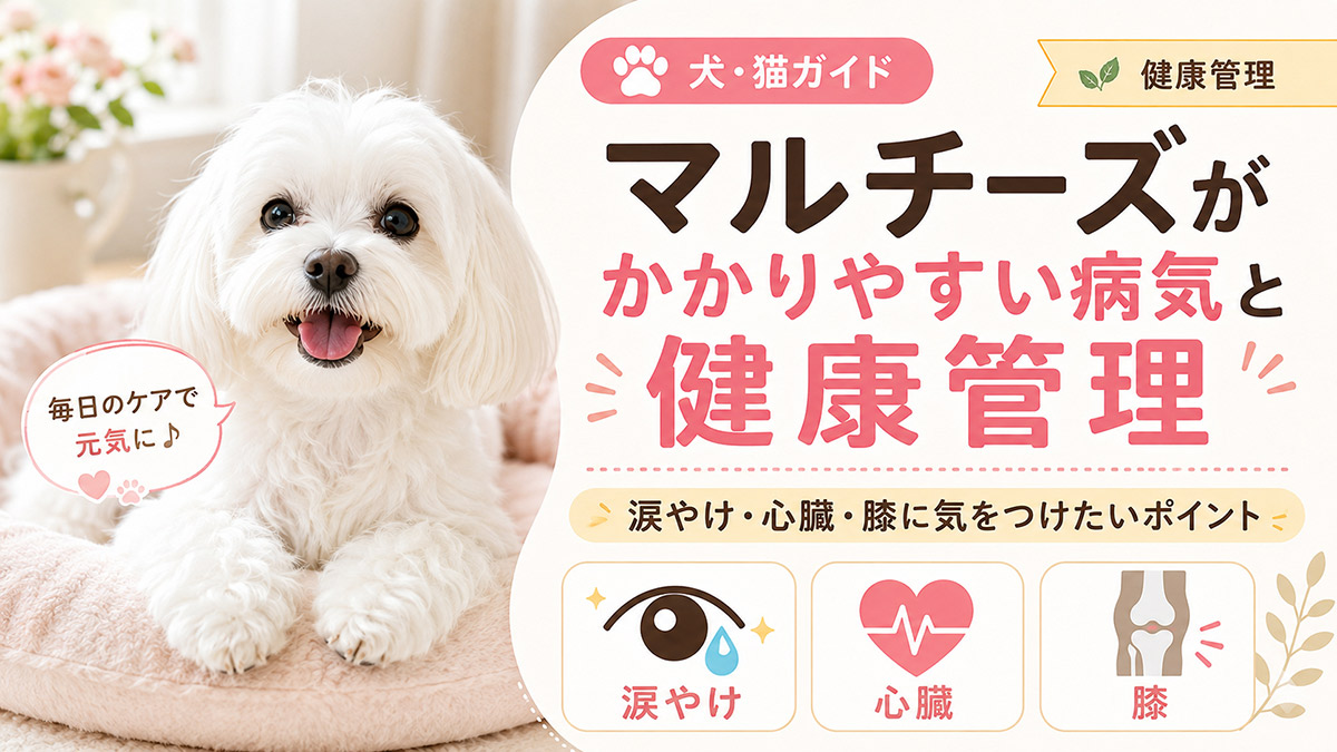 マルチーズがかかりやすい病気と健康管理