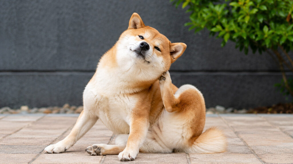 体をかこうとする柴犬