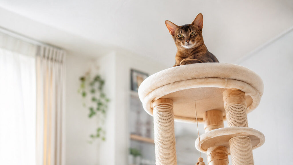 キャットタワーの上のアビシニアン