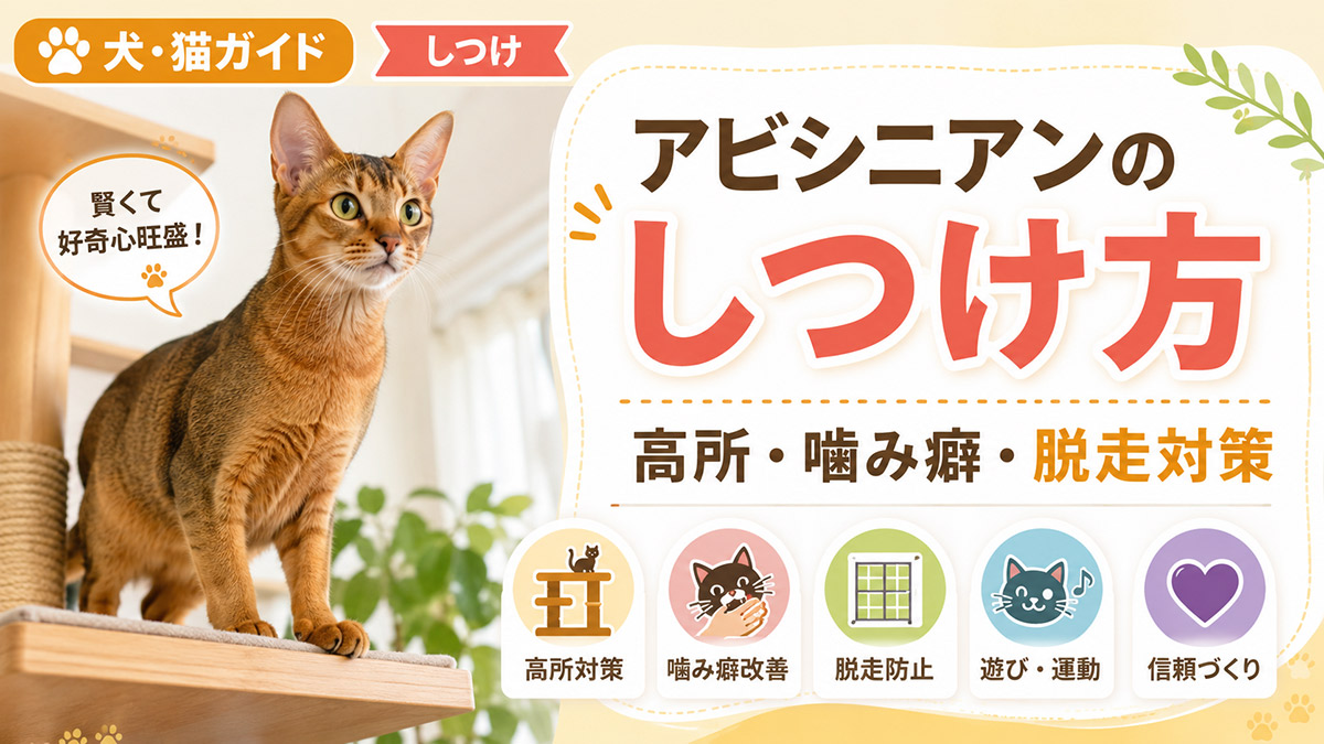 アビシニアンのしつけ方