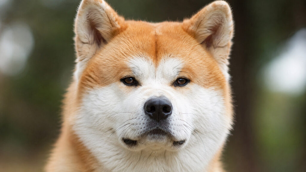 裏白がわかる秋田犬の顔