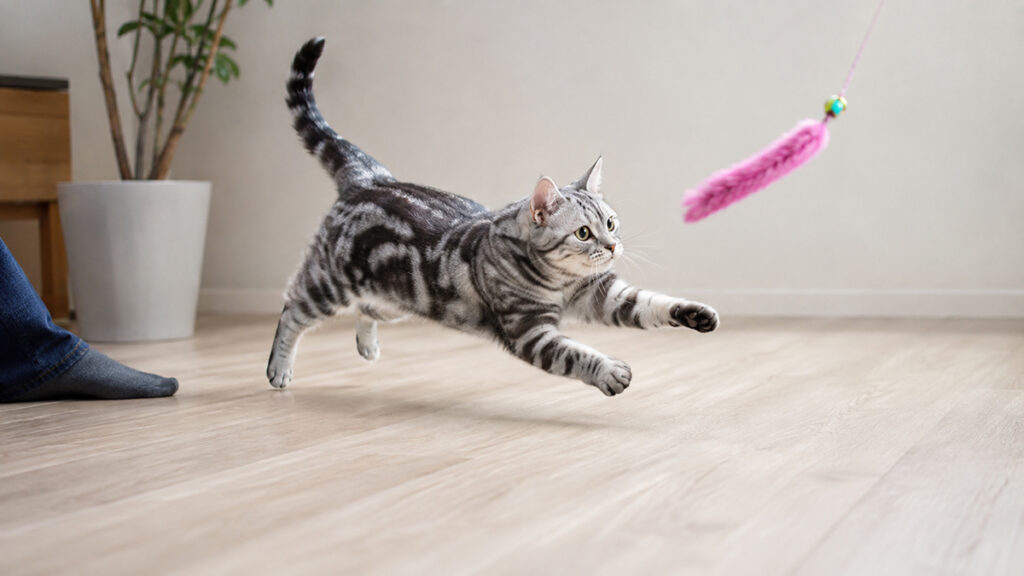 人の足から離れた猫じゃらしを追うシルバータビーのアメリカンショートヘア成猫