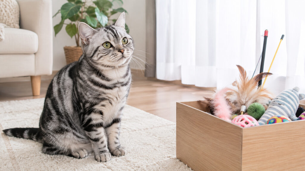 おもちゃ箱の前で遊びの開始を待つシルバータビーのアメリカンショートヘア成猫