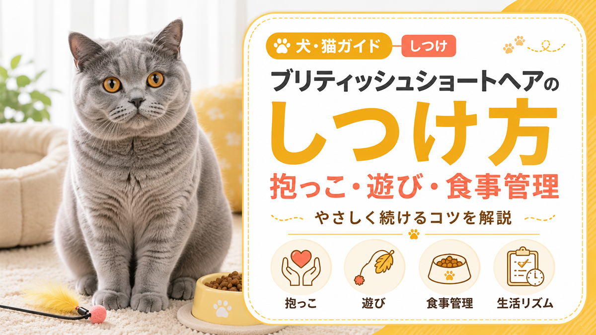ブリティッシュショートヘアのしつけ方｜抱っこ・遊び・食事管理