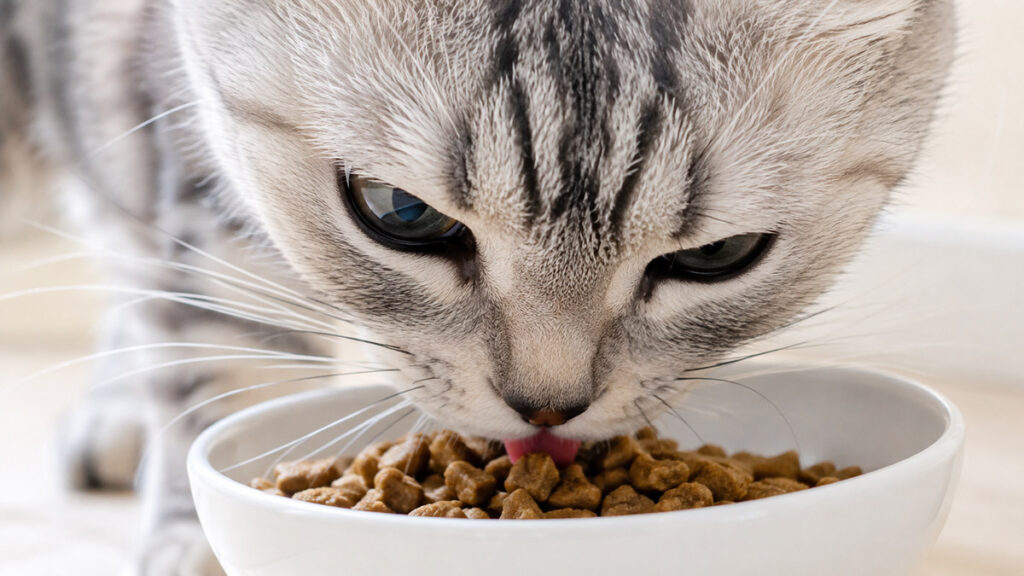 ドライフードを食べる猫の顔のアップ