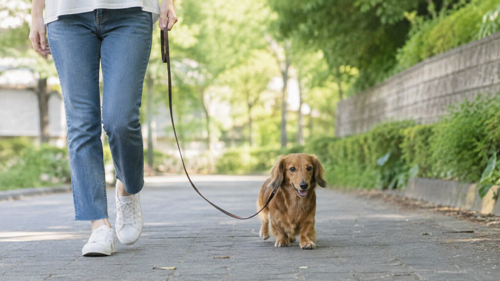 緩んだリードで飼い主の横を歩くミニチュアダックスフンド