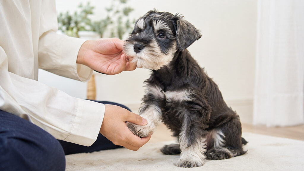 口ひげと足先に短時間触れられるミニチュアシュナウザーの子犬
