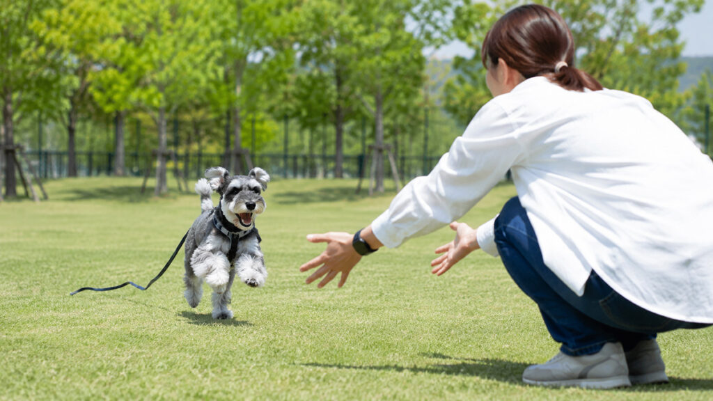 ロングリードで飼い主のもとへ戻るミニチュアシュナウザー
