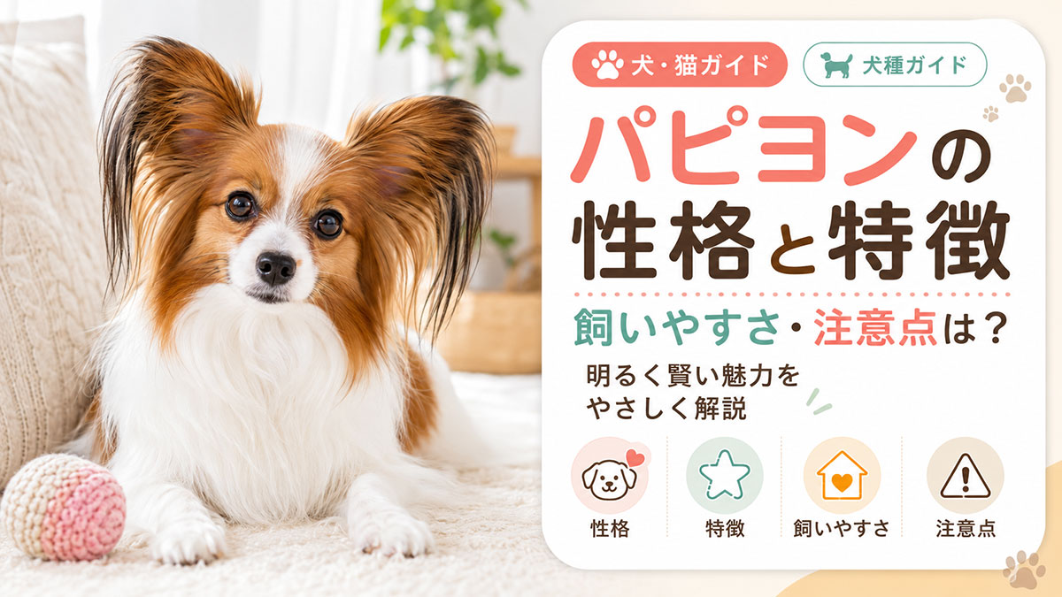 パピヨンの性格と特徴