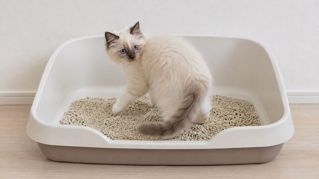 大型猫用の広いトイレで方向転換するシールポイントのラグドール子猫の全身