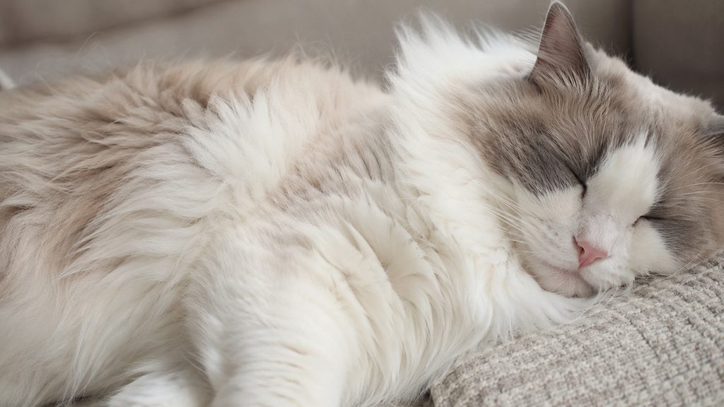 横向きに眠るラグドールの胸のあたりの様子