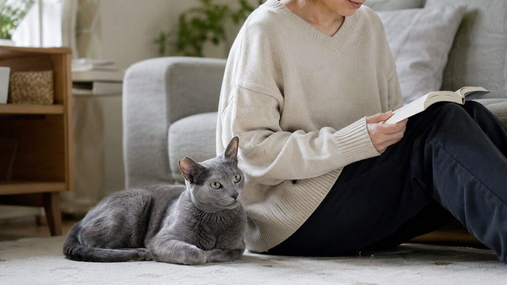 飼い主のそばで静かに過ごすロシアンブルー