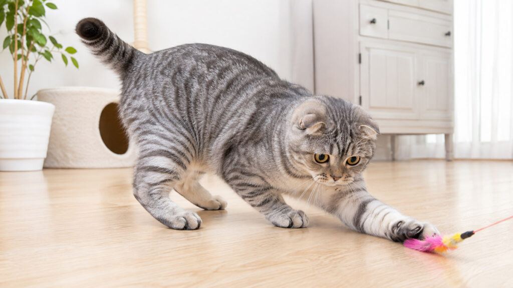 床の猫じゃらしを前足で追うブルータビーのスコティッシュフォールド成猫の全身