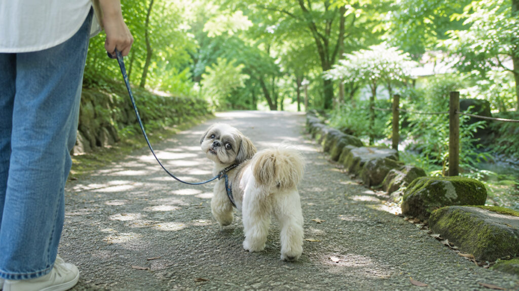 涼しい散歩道で飼い主を見てから歩き出すシーズー