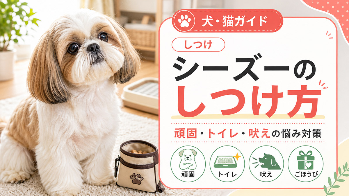 シーズーのしつけ方