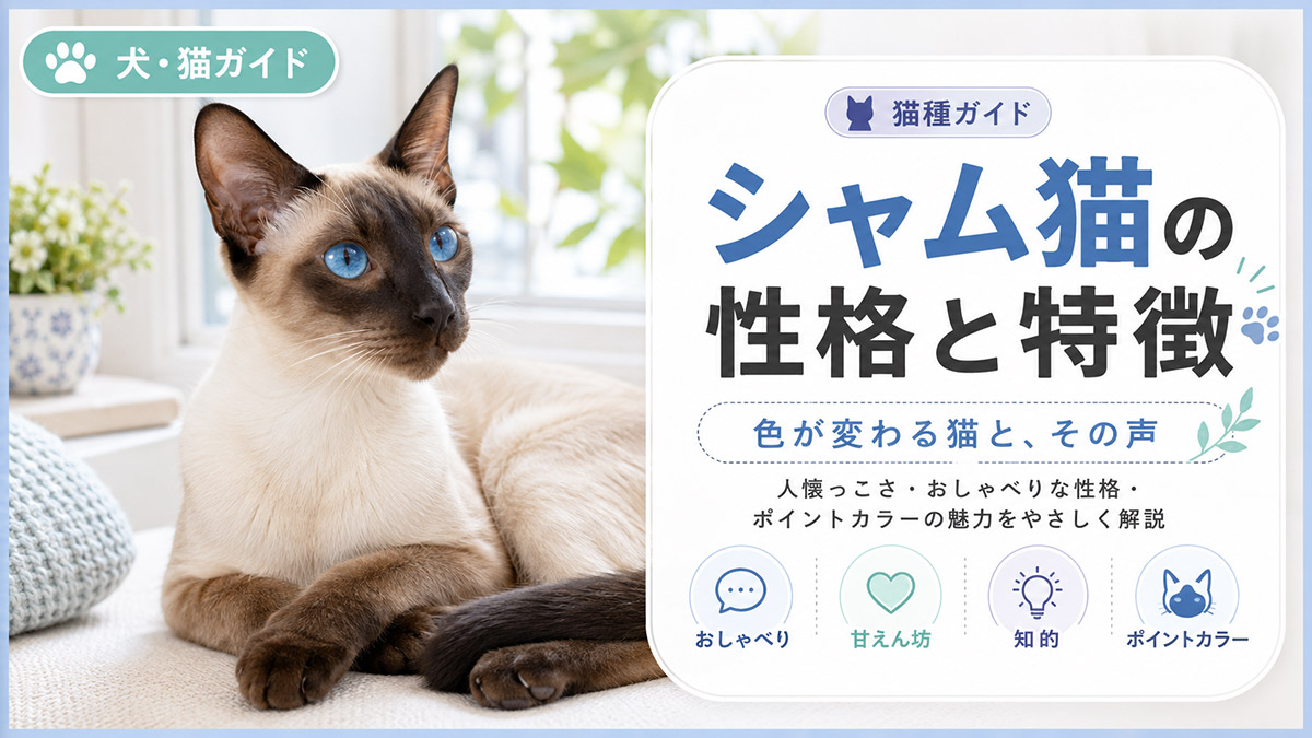 シャム猫の性格と特徴