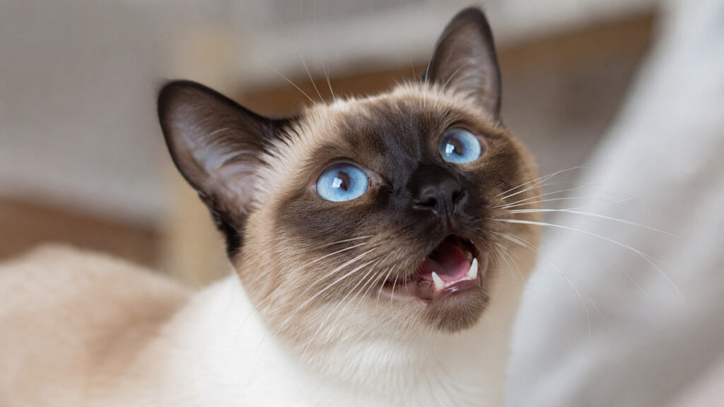 青い目のシャム猫成猫が飼い主を見上げて鳴く顔のアップ