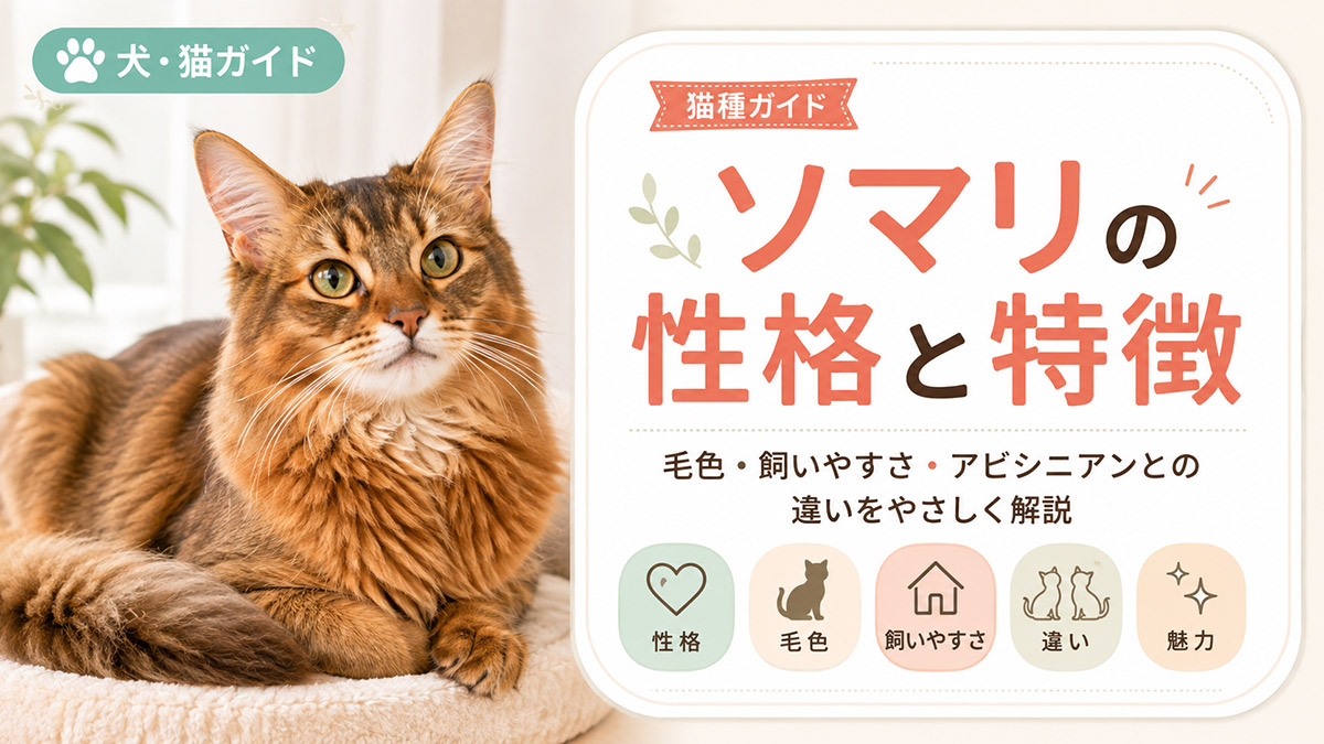 ソマリの性格と特徴