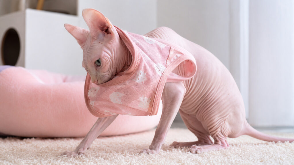 薄手の猫用ウェアへ自分から頭を通すピンクのスフィンクス成猫