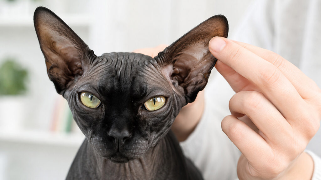 飼い主が大きな耳の外側を確認するブラックのスフィンクス成猫の顔