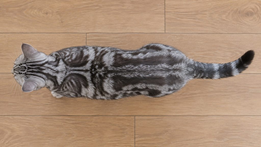 アメリカンショートヘアの成猫の胴体とウエストを真上から見た全身写真