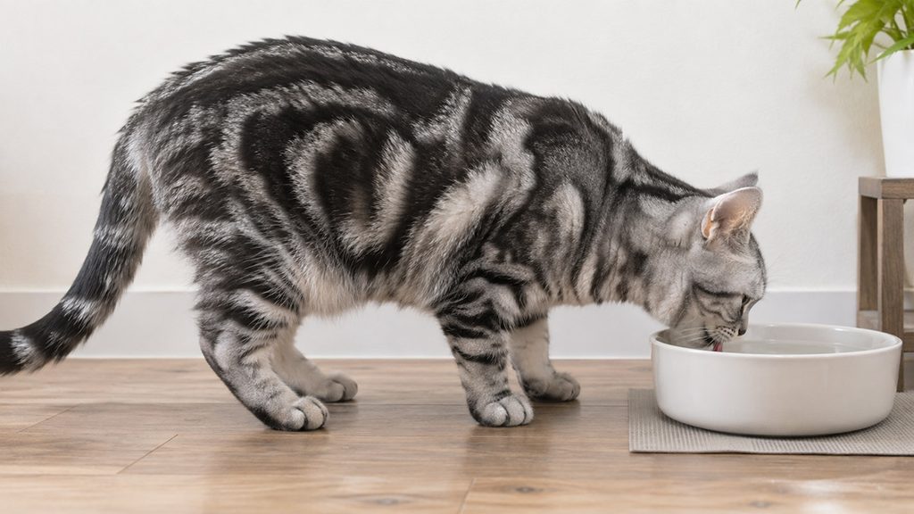 アメリカンショートヘアの成猫が器から水を飲んでいる横顔
